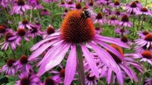 Echinacea