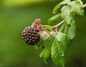 Sibirski ginseng