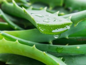 Biljka aloe vera.