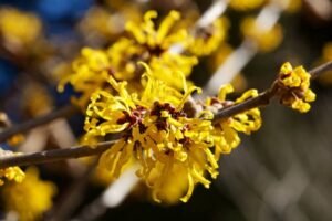 Biljka hamamelis.