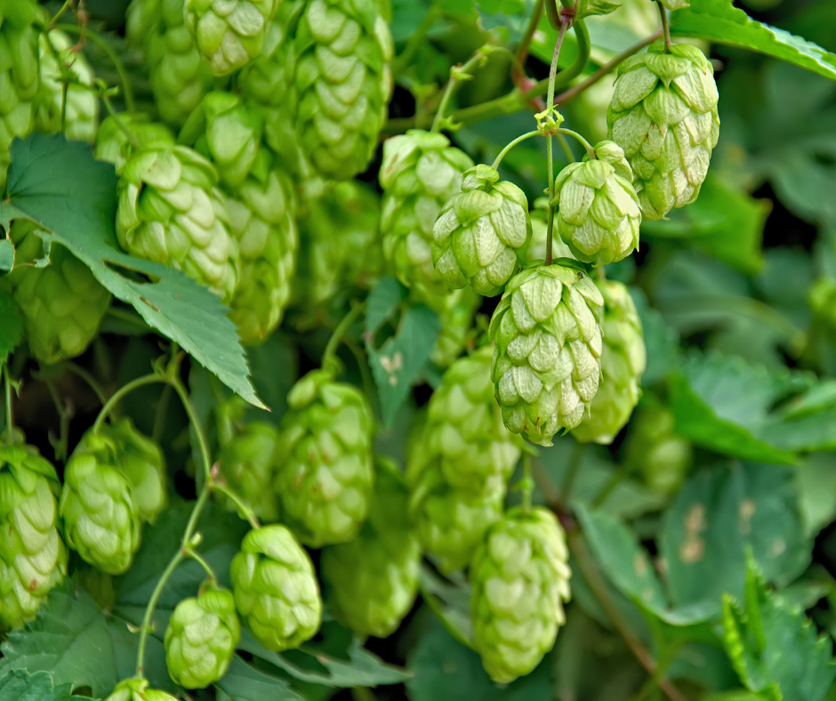 Hmelj (Humulus lupulus)