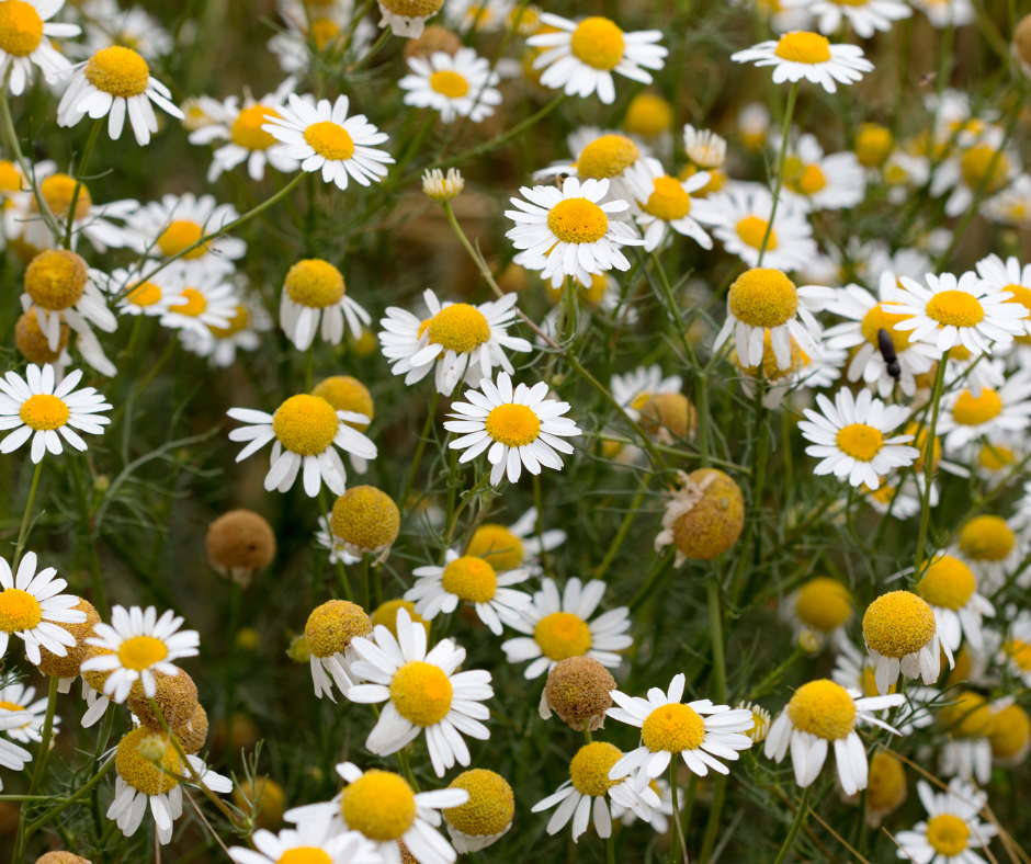 Kamilica (Matricaria recutita)