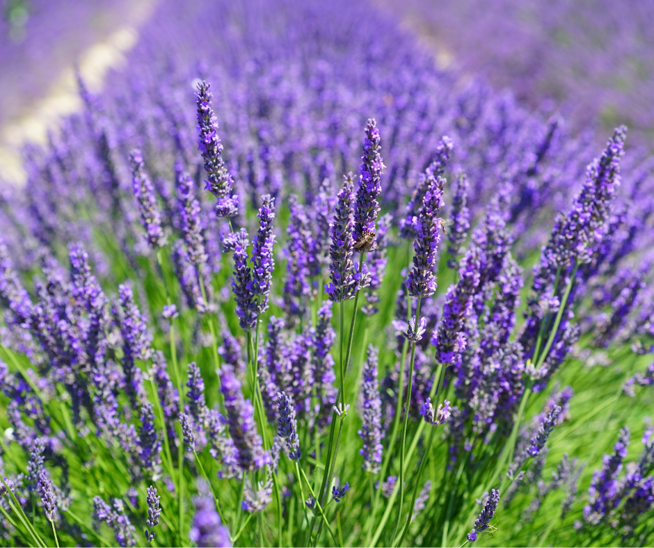 Lavanda (Lavandula officinalis)