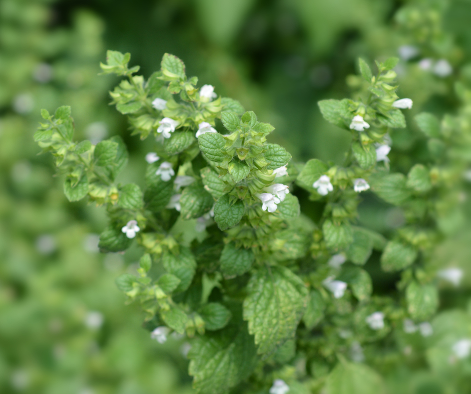 Matičnjak (Melisa officinalis)