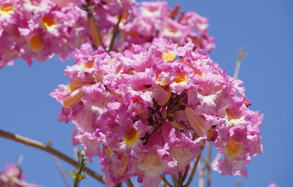 Tabebuja – Handroanthus impetiginosus