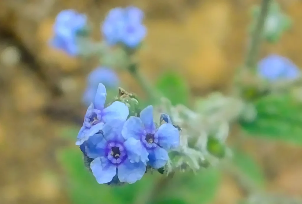 Boražina (Borago officinalis)