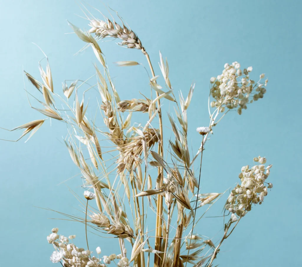 Lan (Linum usitatissimum)
