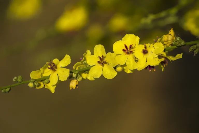 Sena (Cassia angustifolia) - ljekovito bilje