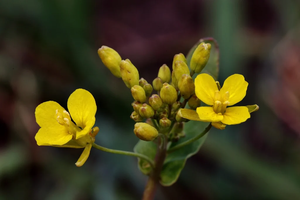 Sena (Cassia angustifolia)