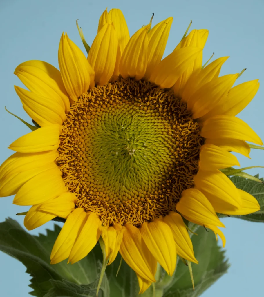 Suncokret (Helianthus anuus)